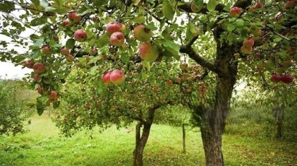 Onder de appelboom: Haspengouwse vertellingen